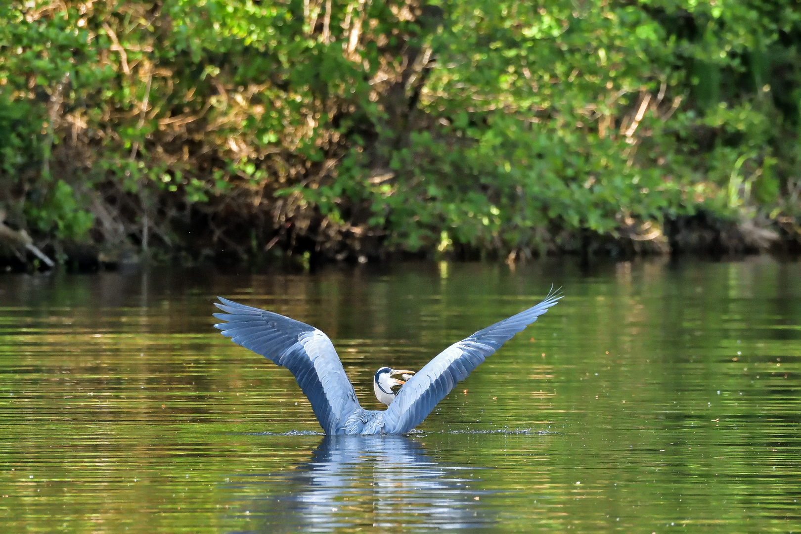 Reiher beim Fang