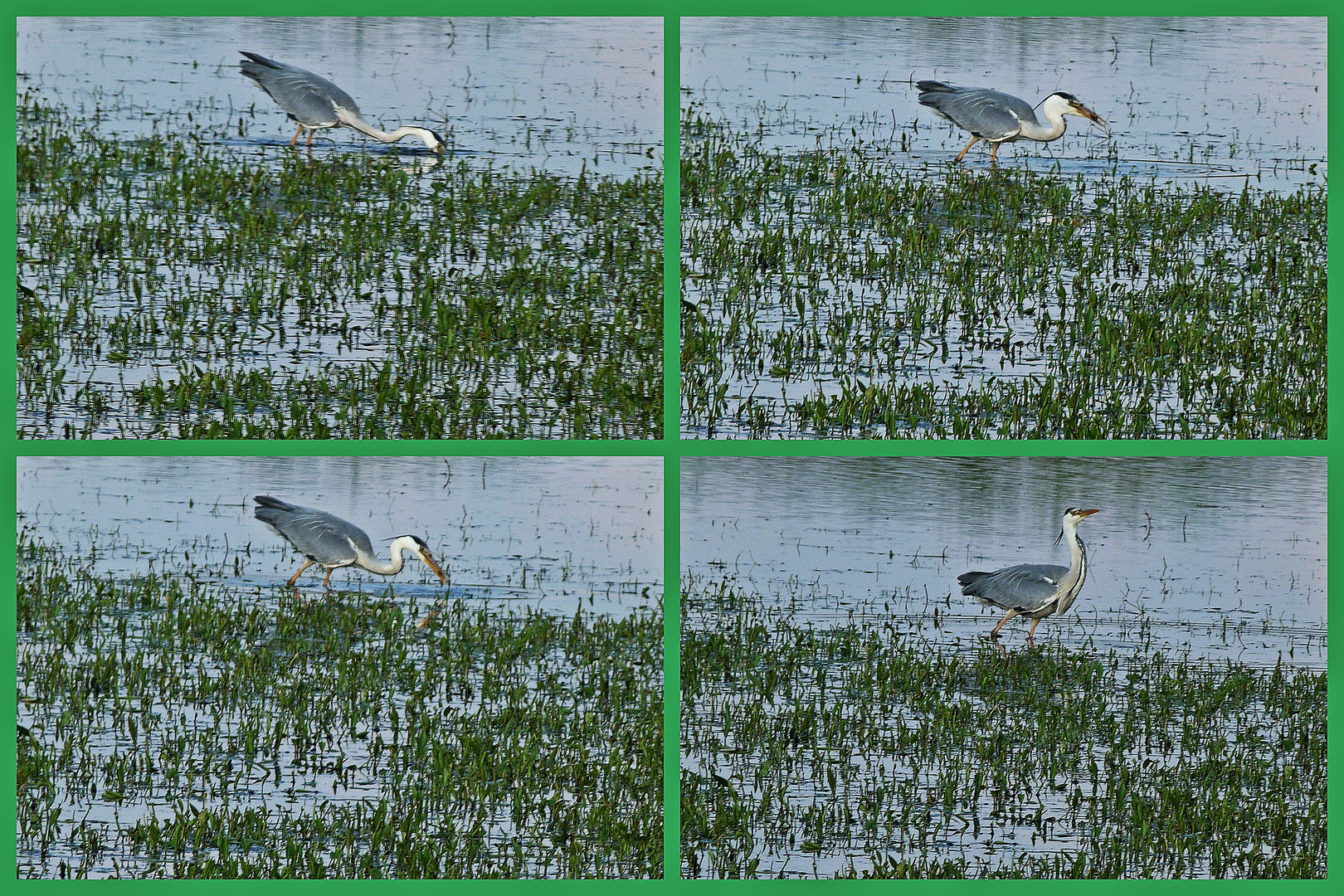 Reiher beim Fischen.