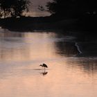 Reiher beim fischen vor Sonnenaufgang