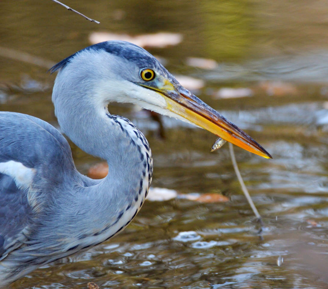 Reiher beim Fischfang