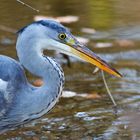 Reiher beim Fischfang