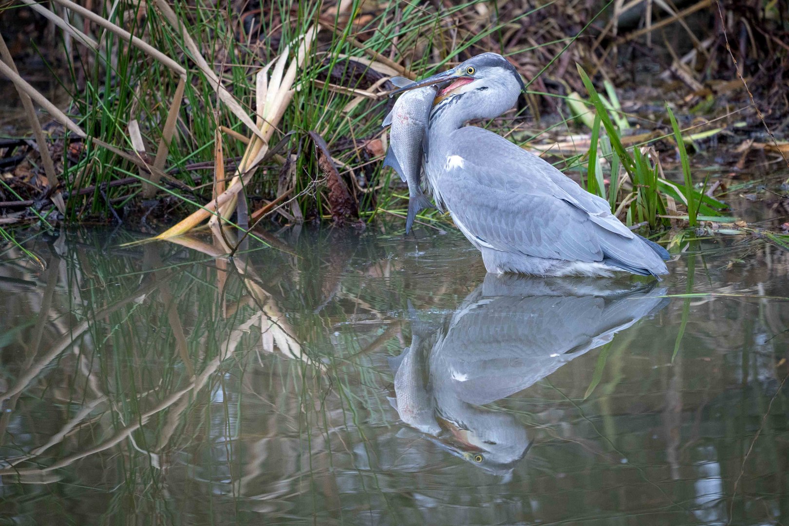 Reiher beim Fischfang