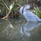 Reiher beim Fischfang