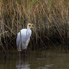 Reiher beim Fischfang