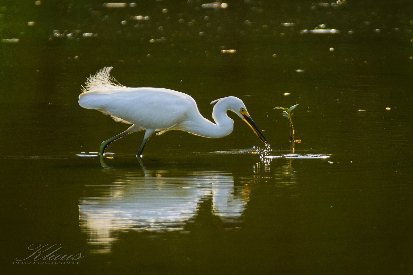 Reiher beim Fischfang