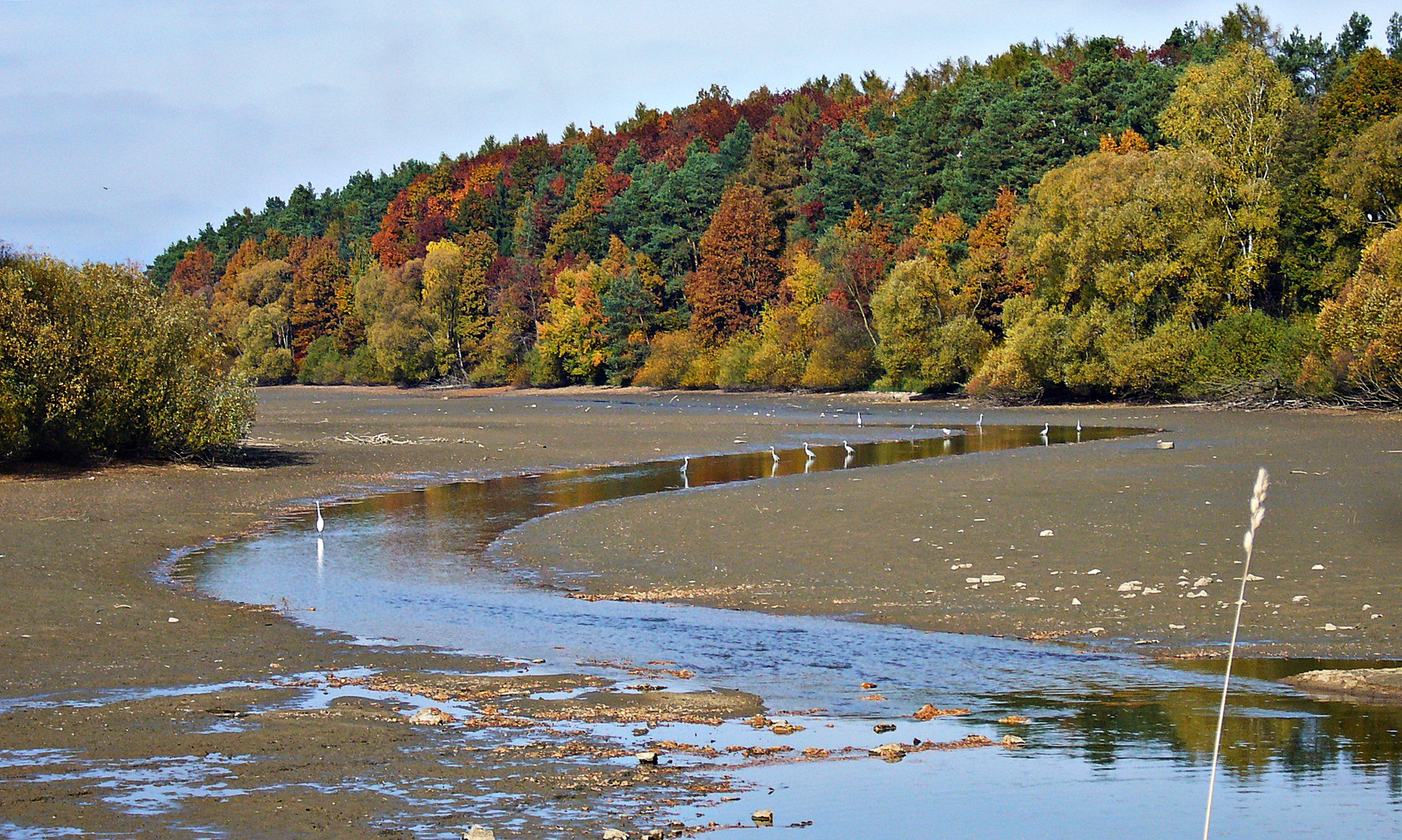 Reiher beim Fischfang