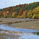 Reiher beim Fischfang