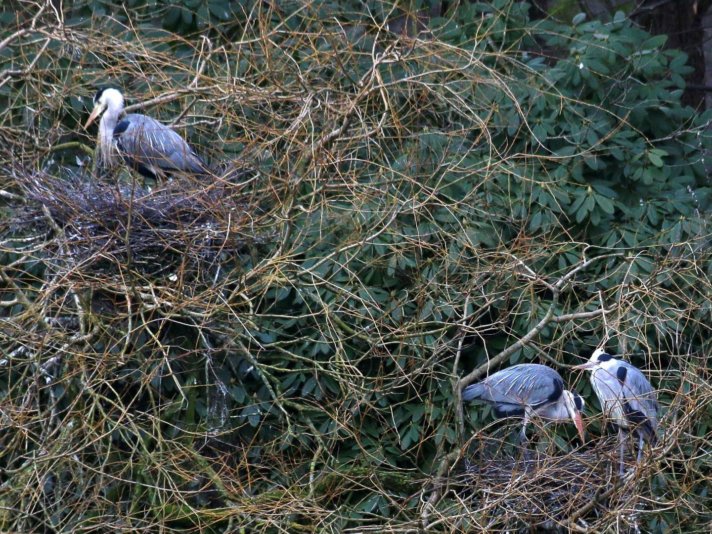 Reiher beim Nestbau