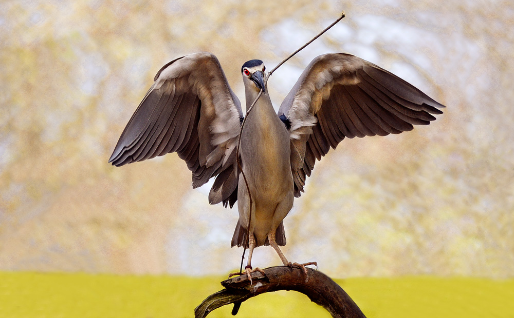 Reiher beim Nestbau