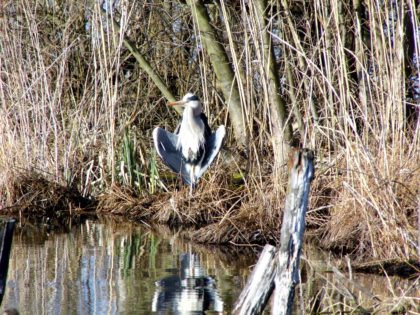 Reiher beim Sonnenbad