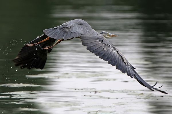 Reiher beim take off
