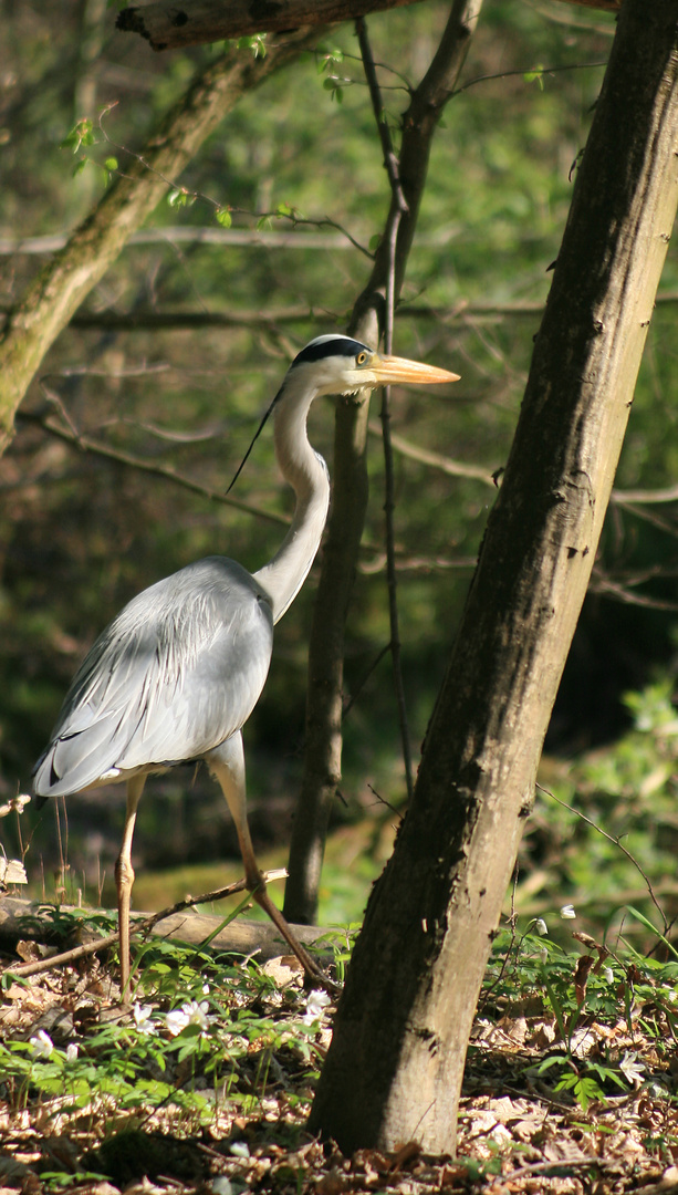 Reiher beim Waldspaziergang