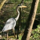 Reiher beim Waldspaziergang