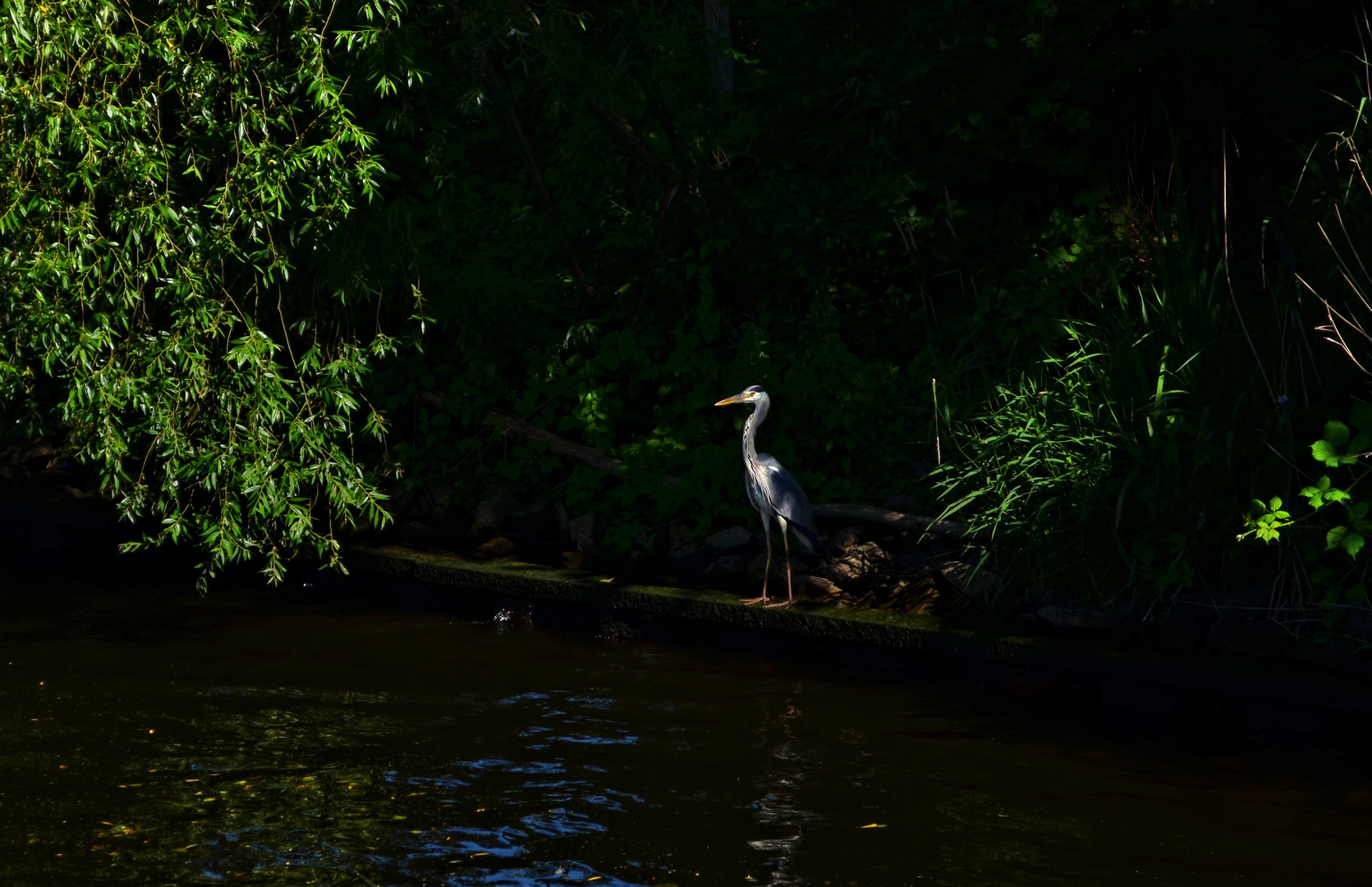 Reiher beobachtet aus dem Schatten