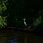 Reiher beobachtet aus dem Schatten