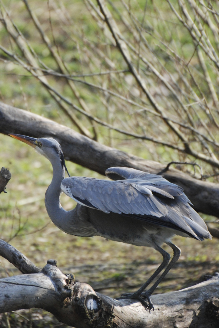 Reiher bereit zum Abflug