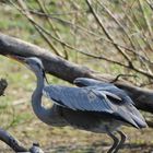 Reiher bereit zum Abflug