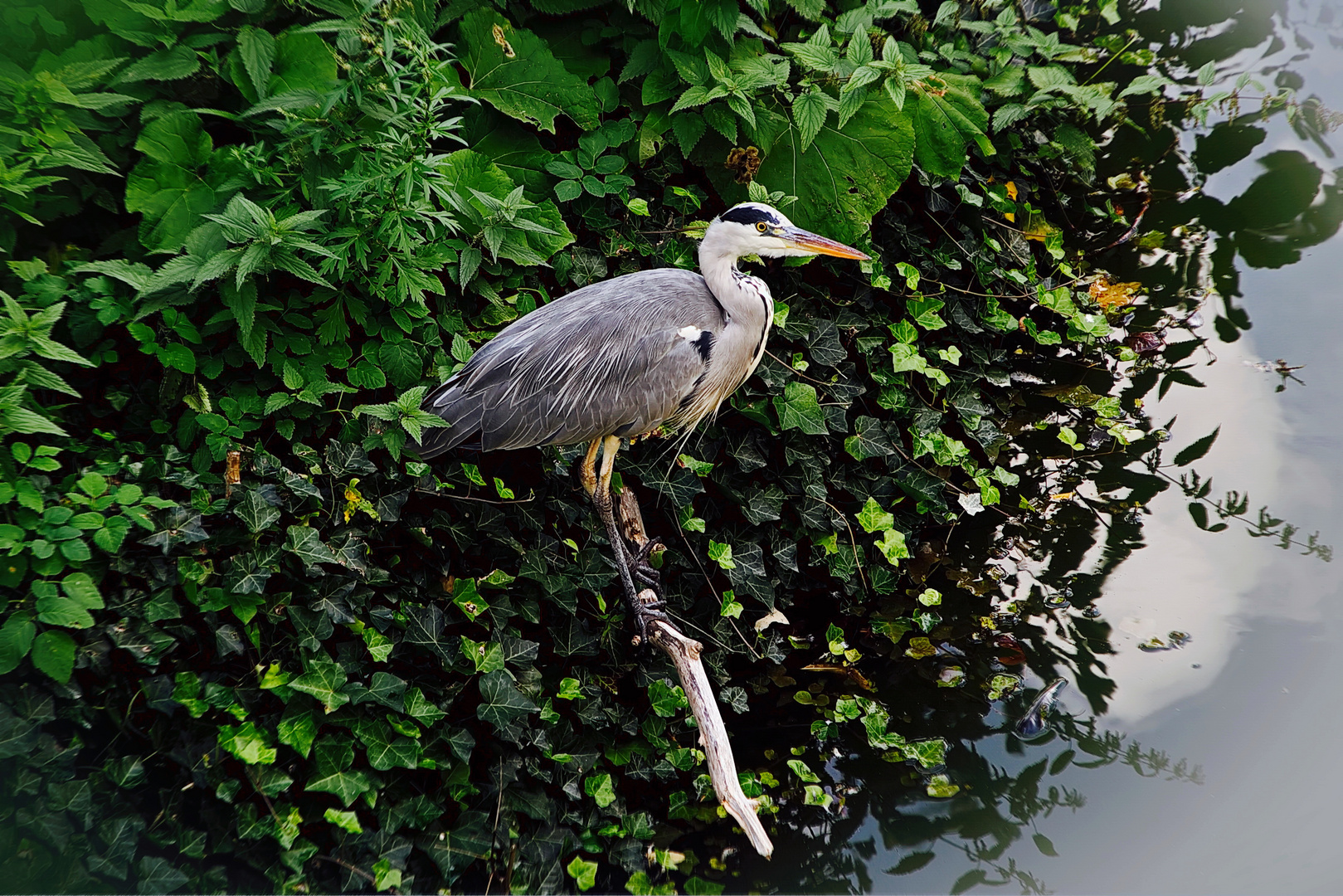 Reiher Foto Bild tiere wildlife wild lebende v gel Reiher Foto Bild tiere wildlife wild lebende v gel
