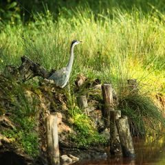Reiher
