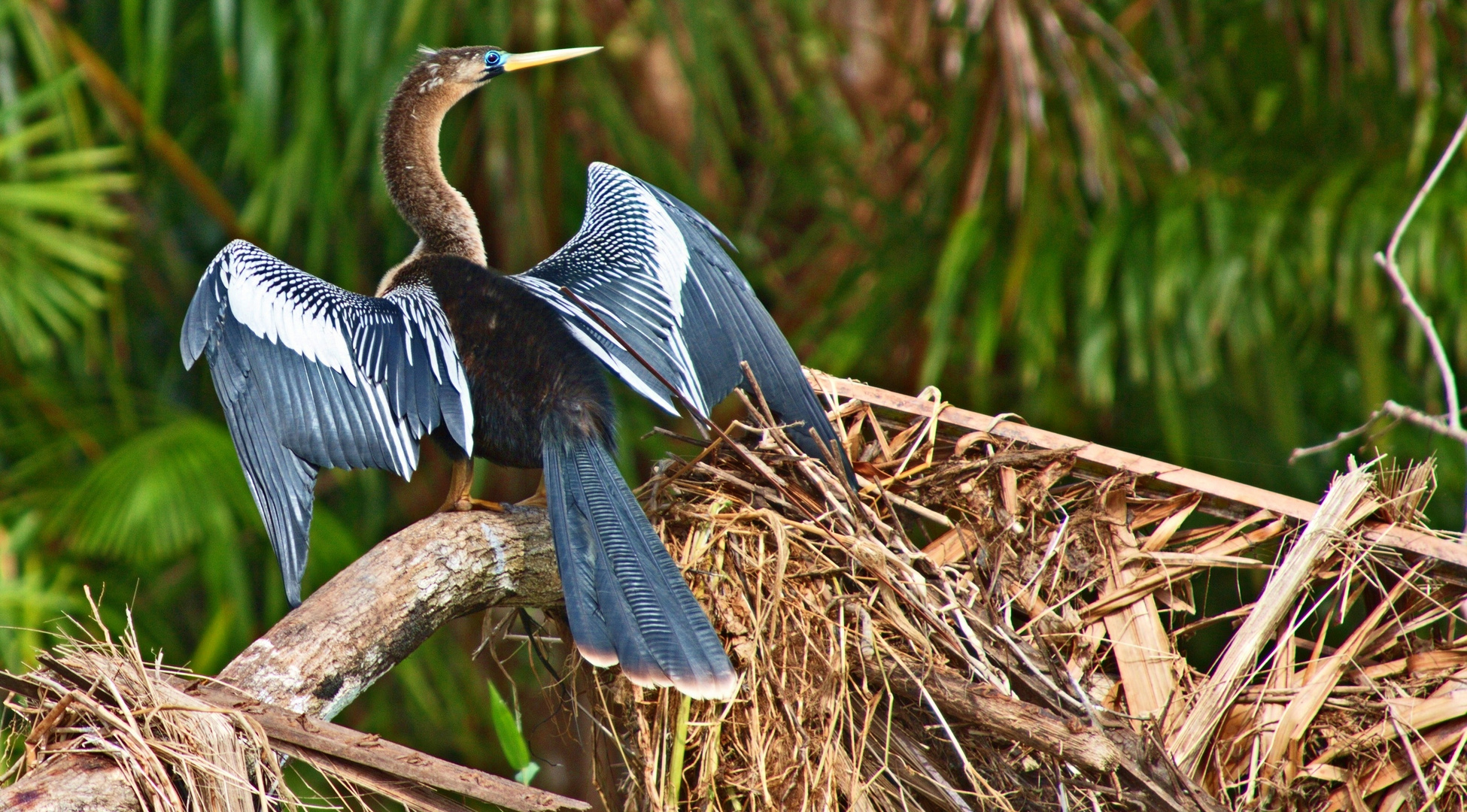 Reiher, Costa Rica