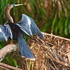 Reiher, Costa Rica