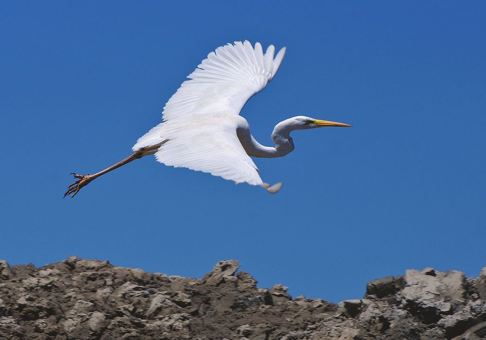 Reiher Donaudelta