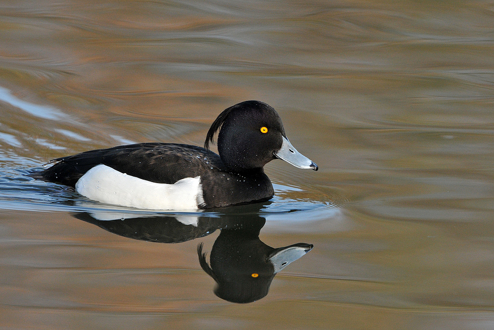 Reiher – Doppel – Ente