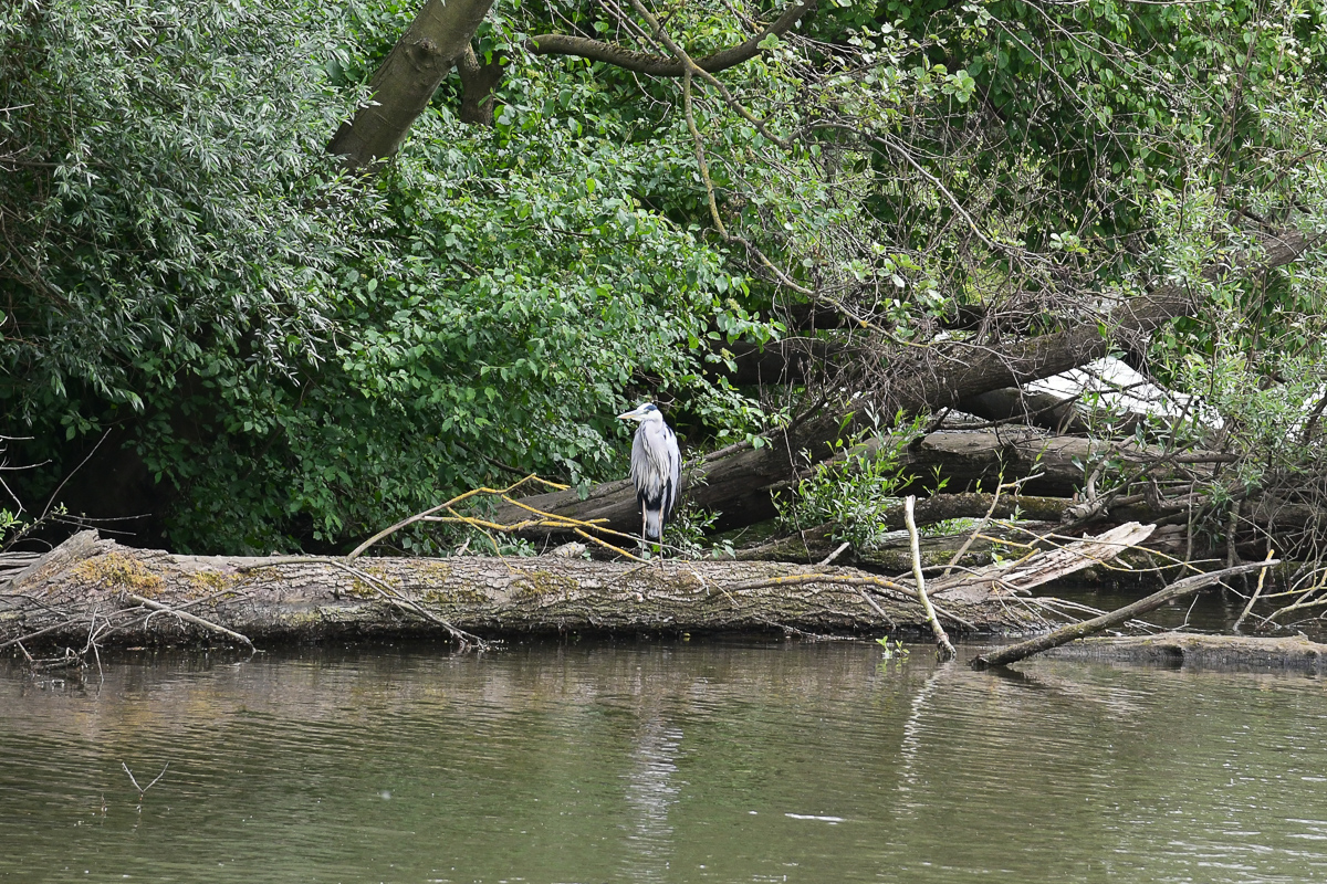 Reiher-Eijsder Beemden (NL)