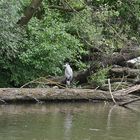 Reiher-Eijsder Beemden (NL)