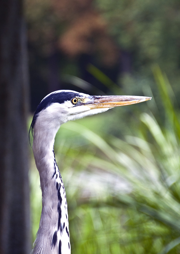 Reiher en profil