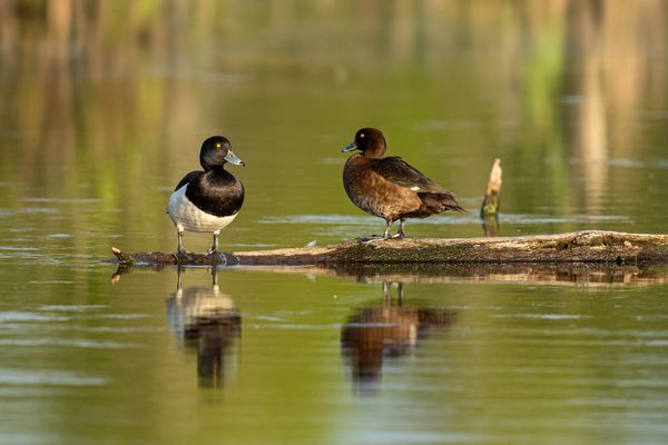Reiher Enten Paar am chillen