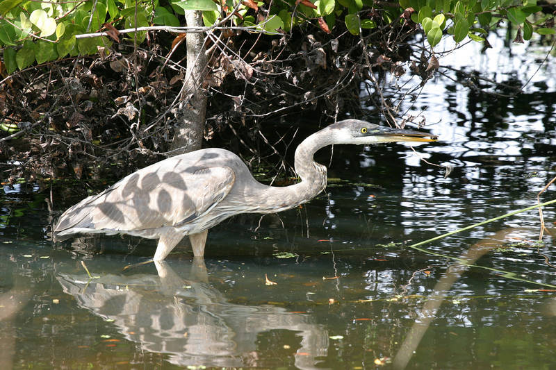 Reiher, Everglades Fl.