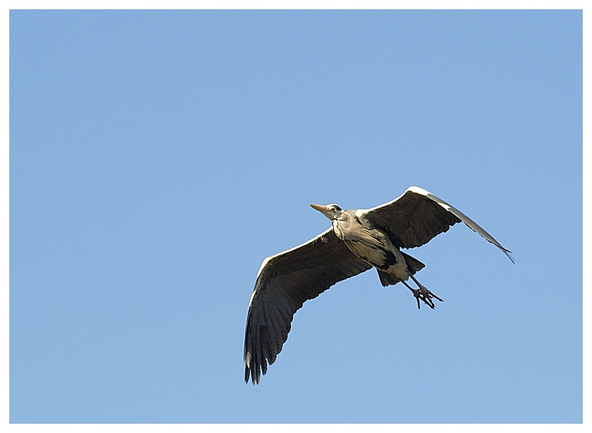 Reiher fliegt auf und davon