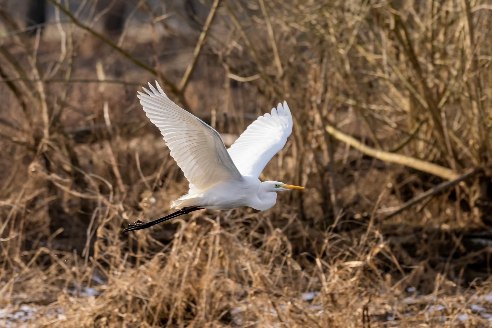 Reiher Flügelschlag 1