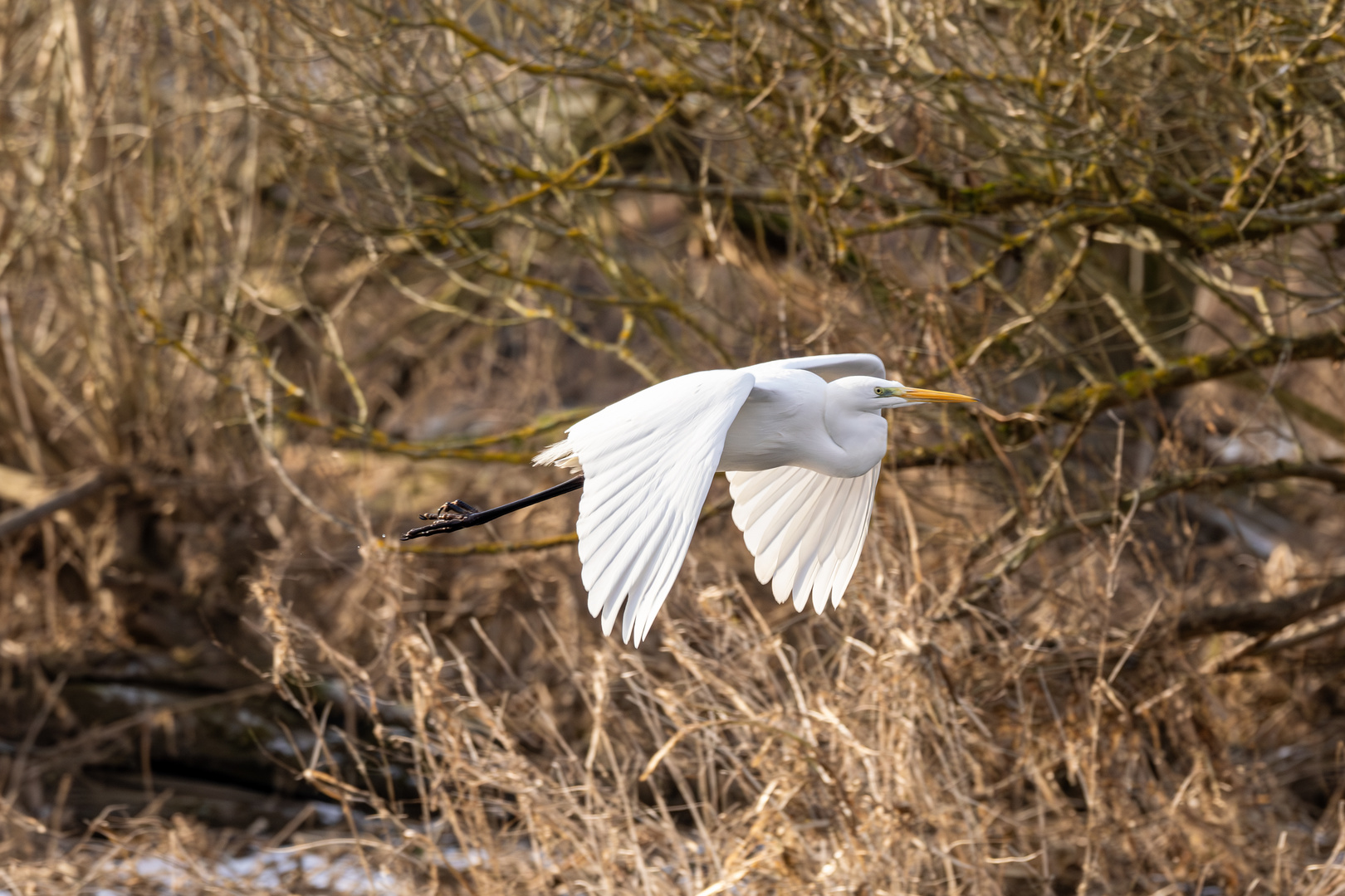 Reiher Flügelschlag 2