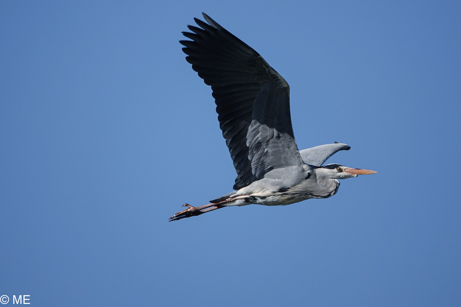 Reiher Flugstudie