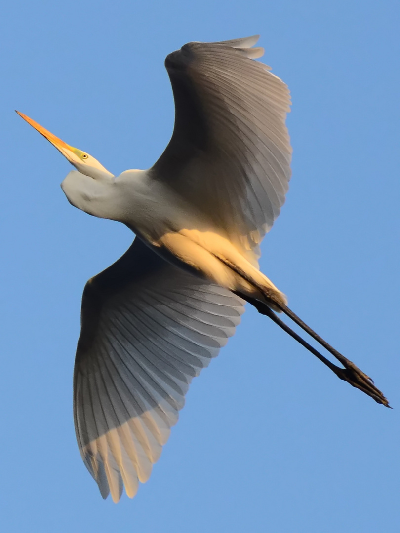 Reiher fotografiert im Sinai