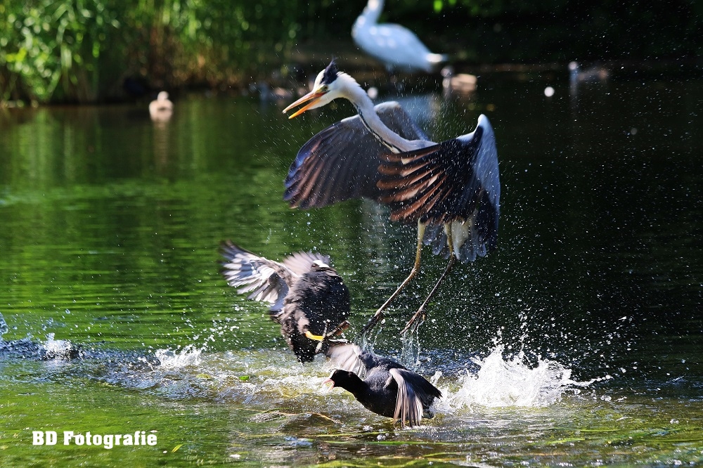 Reiher gegen Blässhühner