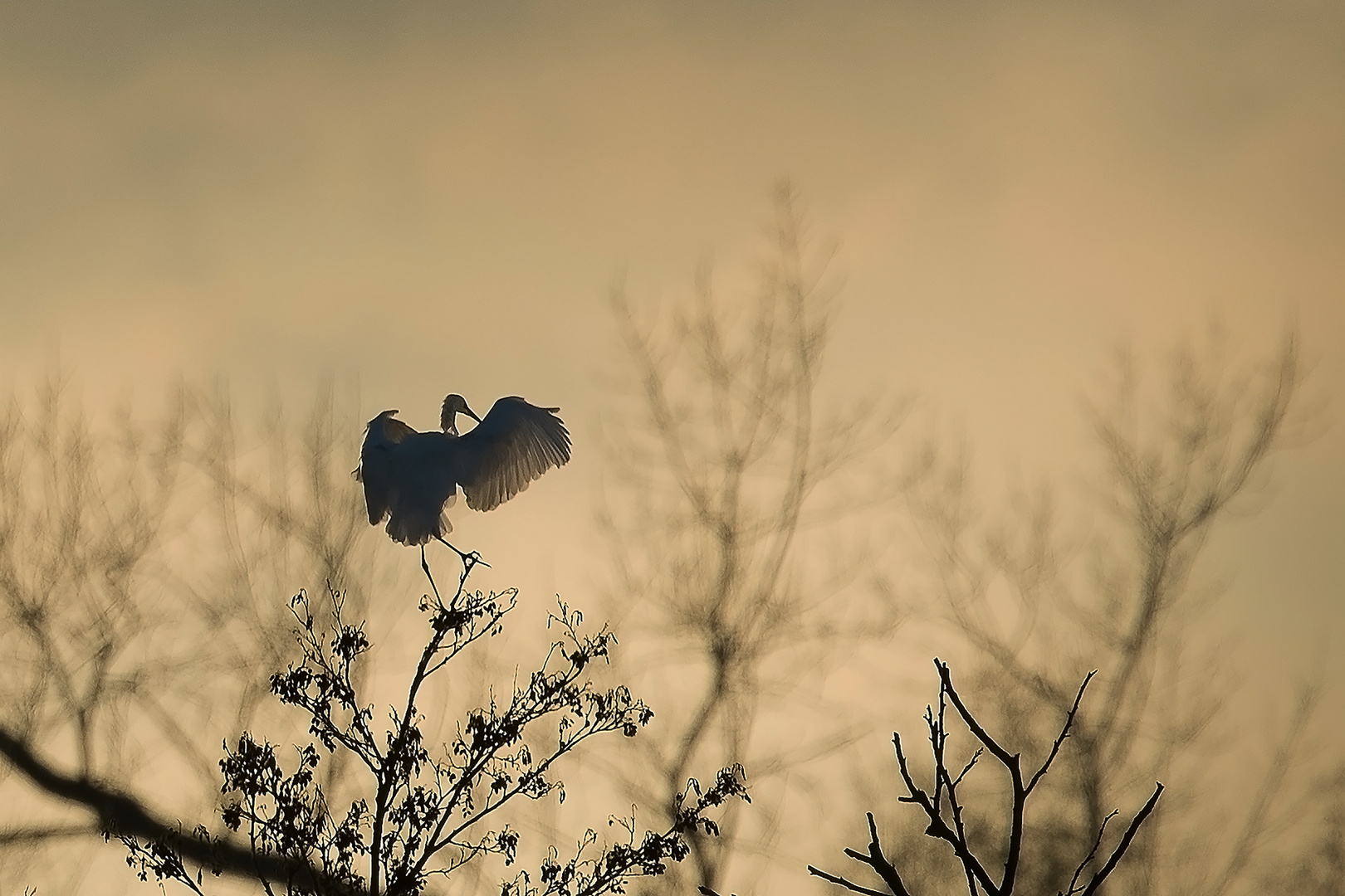 Reiher im Abendlicht (1 von 1)