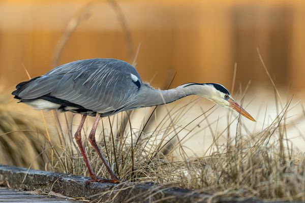 Reiher im Abendlicht 
