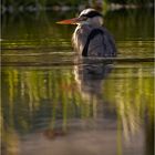 Reiher im Abendlicht