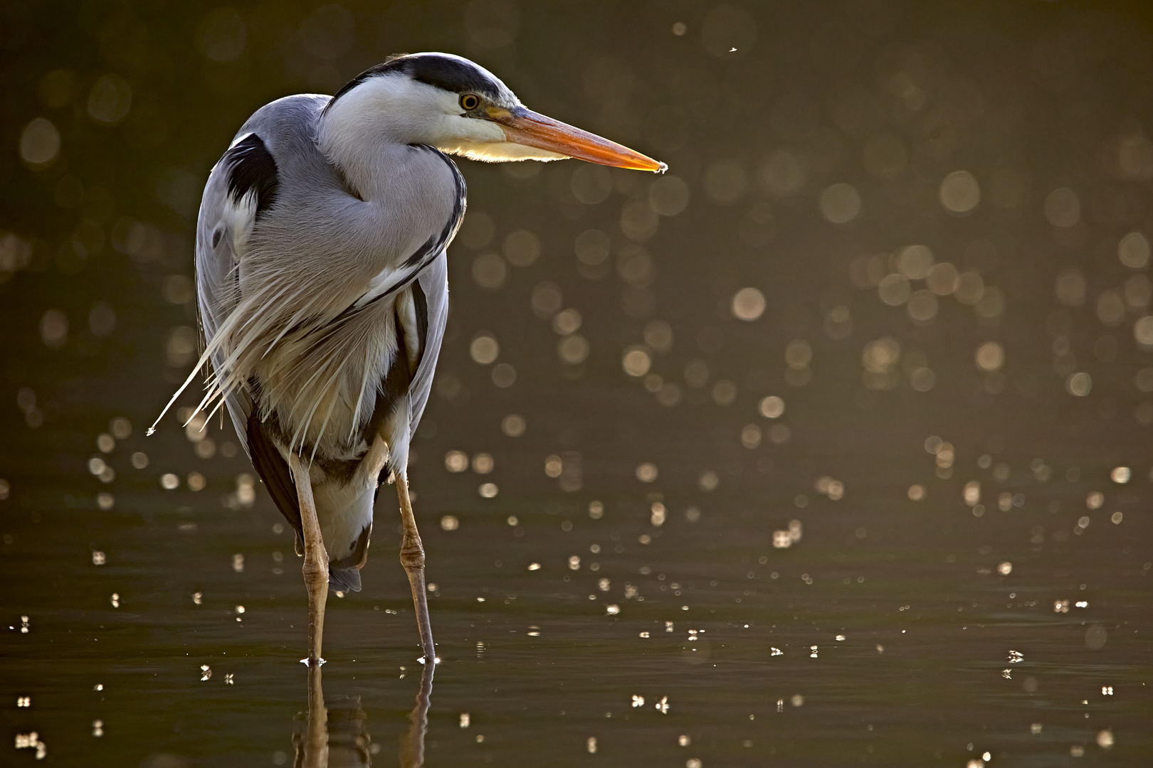 Reiher im Abendlicht