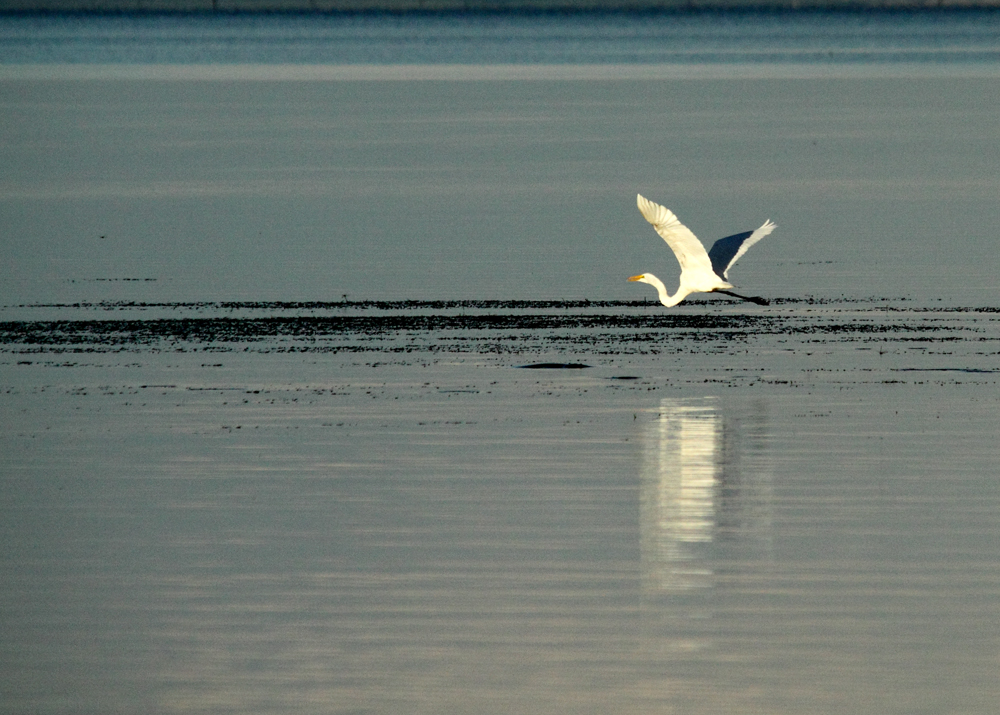 Reiher im Abendlicht