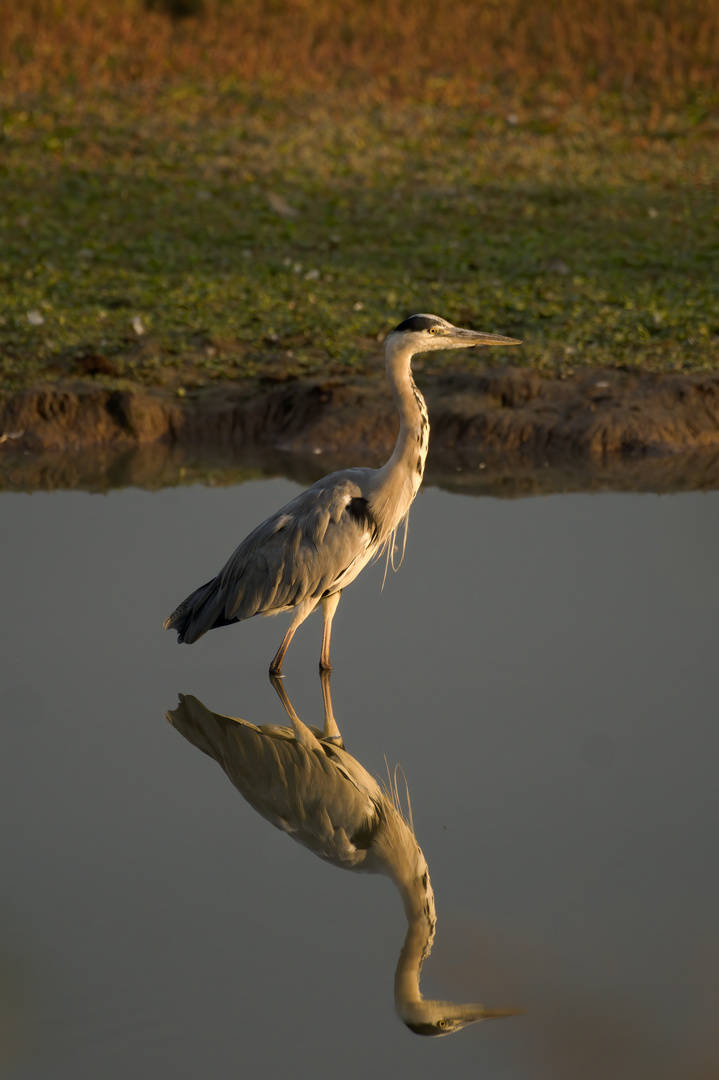 Reiher im Abendlicht