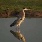 Reiher im Abendlicht