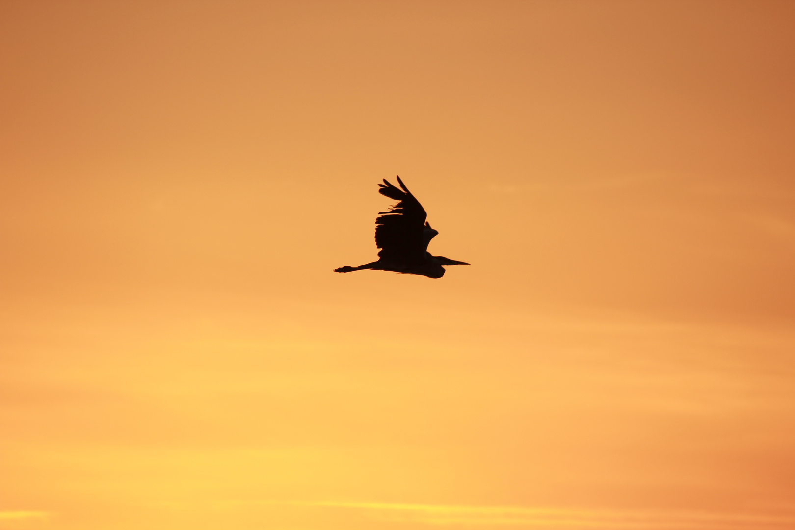 Reiher im Abendrot