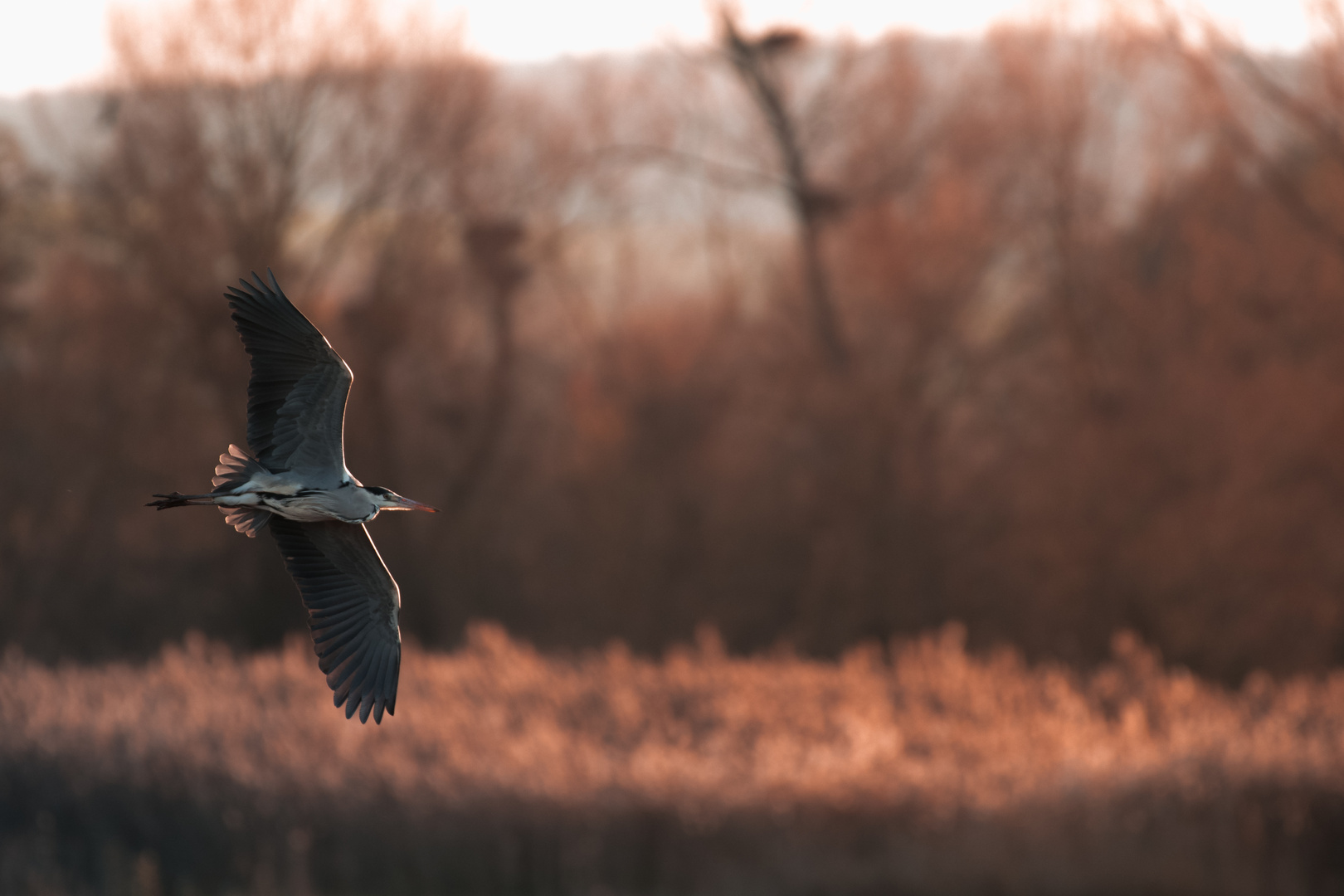 Reiher im Abendrot