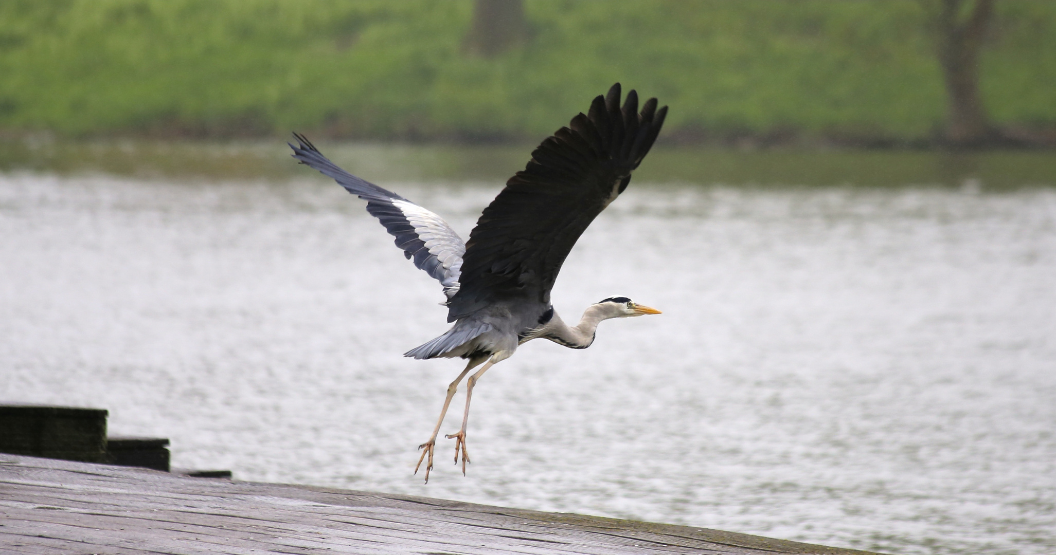 Reiher im Abflug