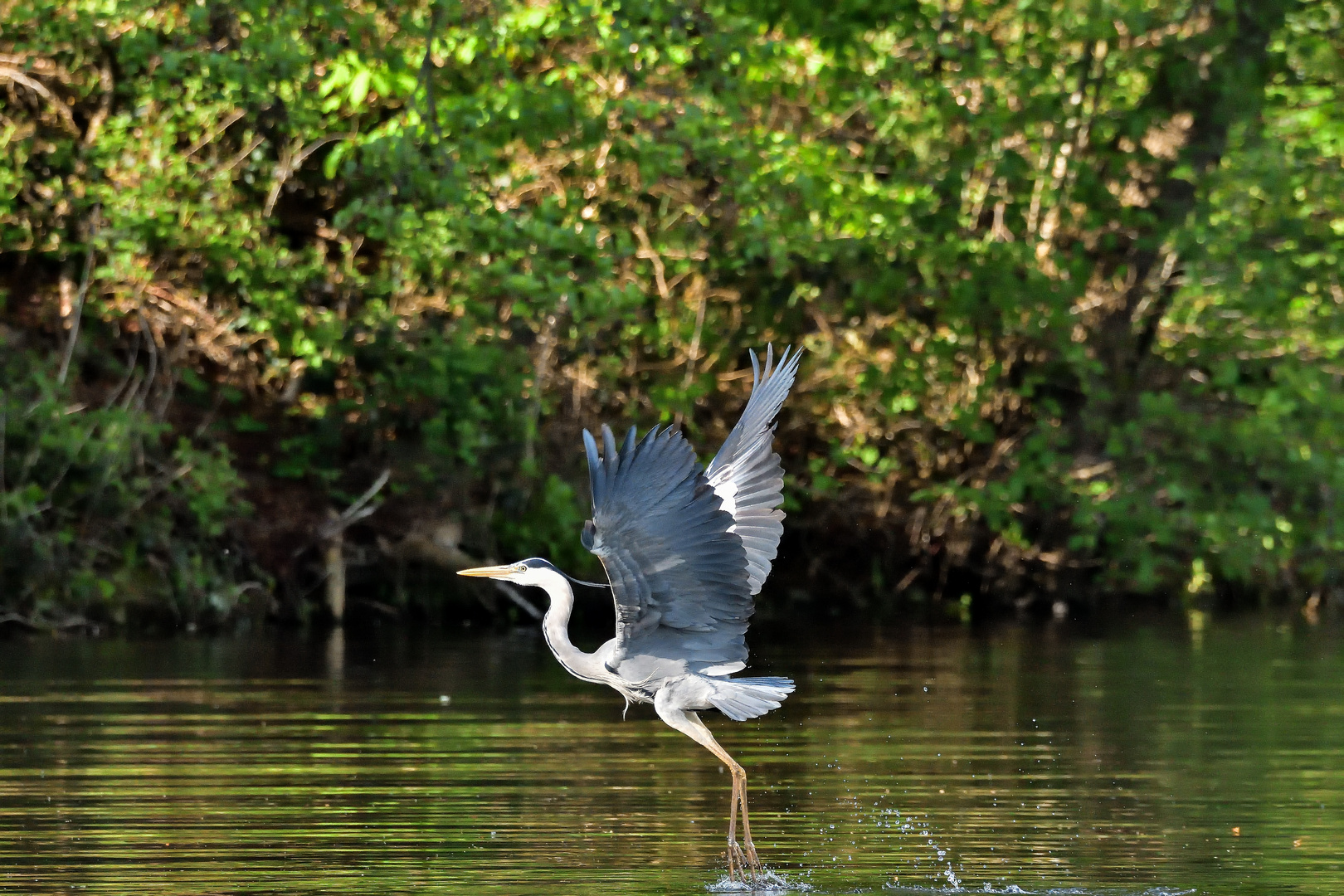 Reiher im Abflug