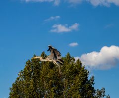 Reiher im Abflug